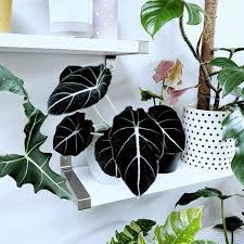 Alocasia Reginula Black Velvet Alokazja Zielony Parapet Plant Aesthetic Plant Goals House Plants Indoor