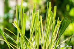 Lemongrass: Uses, Benefits, Side Effects and More ...