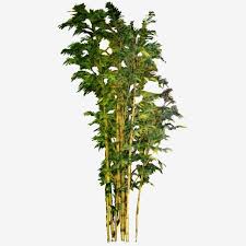 Macfull, blog, wallpaper, bambu name : Bamboo Tree Pohon Bambu Pohon Tanaman Pohon Pohon Indonesia Png Transparent Clipart Image And Psd File For Free Download Bamboo Tree Bamboo Tree