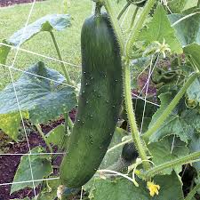 Maybe you would like to learn more about one of these? Your Cucumbers Best Friends Official Blog Of Park Seed