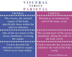 What Is The Difference Between Visceral And Parietal Pediaa Com