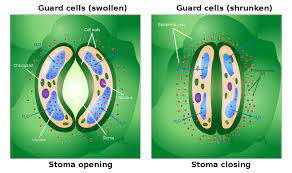 When a plant cell is kept in hypotonic solution, i.e. Guard Cell Wikipedia