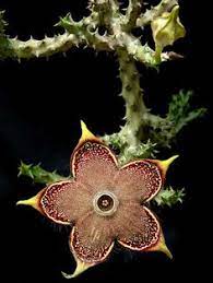 The so called thorns are like hair and quite soft. Exotic Plant Pottery