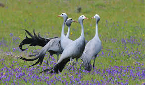 Birds Of South Africa Images South Africa Photo Journey Tropical Birding Tours South African Birds Endangered Animals Bird