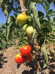 Faire Murir Des Tomates Comment Planter Des Tomates Jardin De Tomates Potager Facile