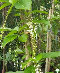 Image result for Citharexylum