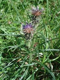 Image result for Bothriocline quercifolia