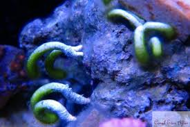 Digitate Hydroids - Pest And Disease Treatments - Nano-Reef Community