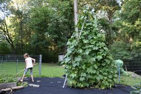 Build easy cucumber trellis, bean teepee, beautiful vine pergola, plant screen, & vegetable garden structures! How To Make A Tripod Garden Trellis From Pvc Pipe How Tos Diy