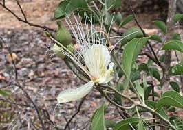 Image result for Capparaceae