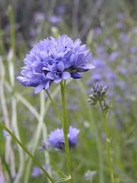 Image result for Gilgiochloa