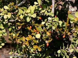 Image result for Viscaceae