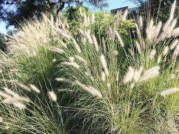 Image result for Cenchrus macrourus