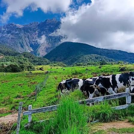 Take a visit to this mini New Zealand in Sabah! 🐮⛰ . 📌It's Desa Dairy Farm, located in Kundasang, Sabah. 🌤 This farm is an ideal destination as you get to enjoy