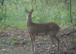 The mating season is from november to january, with most births from may to july, following a gestation period of 170 to 210 days. August 2010 Tales From The Wood The Diary Of A Badger Watching Man