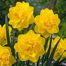 Check spelling or type a new query. Flower Bulbs Narcissus Double Golden Ducat 20 Bulbs Walmart Canada