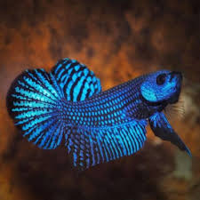 The betta fish, also known as the siamese fighting fish, is a freshwater fish from southeast asia. Betta Splendens Care And Maintenance Complete Guide 2021