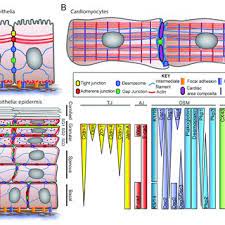 Occluding junction (tight junction, zonula occludens). Organization Of Cell Cell Junctions In Different Cell Types A In Download Scientific Diagram
