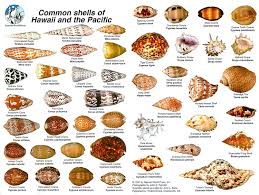 Common Shells Of Hawaii And The Pacific Sea Shells