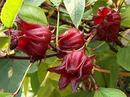 Image result for Hibiscus dongolensis