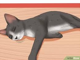 È importante ricordare che un gatto che ha la leucemia felina non può contagiare gli esseri umani ma altri gatti sì. Como Cuidar De Um Gato Com Leucemia Felina Com Imagens