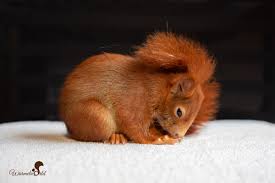 In unserer wissenschaftlichen auswertung werden wir das berücksichtigen und je nach fragegestellung nur bestimmte datensätze nutzen. I Should Be So Lucky Eichhornchen Lucky Zwei Wochen Nachdem Es Angefahren Wurde Wurmelworld