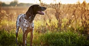 But, when it comes to the best short hair dog breeds, they are not this traditional hunting dog has found its way into the hearts of many pet owners today. All About German Shorthaired Pointers Diamond Pet Foods