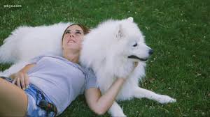 Through adoption, education, spay and neutering, we save lives to make euthanasia of healthy animals unnecessary. Clear The Shelters 2020 Pet Adoption Wkyc Com