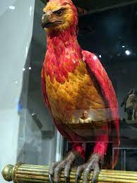 The vets found an incredible orange bird, similar to the phoenix from harry potter. Pin On Requiem