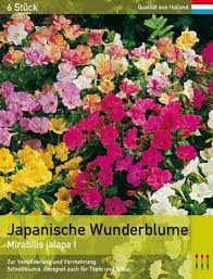 Mit etwas glück kann man sogar knollen ergattern, deren pflanzen dann. Japanische Wunderblume Lemo Gartendesign