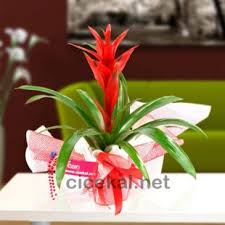 Çiçekler belirlenmiş saksılarına hemen ekilebilir, ancak saksıların kış için toprağa gömülmesi gerekir. Aylara Gore Cicek Cesitleri Nelerdir Cicekal Net