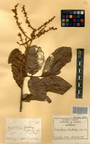 Image result for Eriocoelum