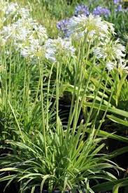 Image result for Agapanthus codii