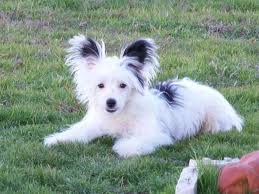 Blank Page Chinese Crested Powder Puff Chinese Crested Chinese Dog