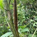 Image result for Aiphanes horrida