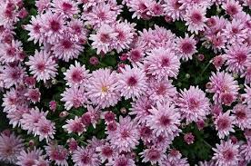 Mosquito Repellent Plants 7 Plants That Repel Mosquitoes Bugs Mosquito Repelling Plants Insect Repellent Plants Mosquito Plants