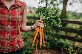 Carrots are an easy vegetable to grow if you do a few things. How To Grow Carrots