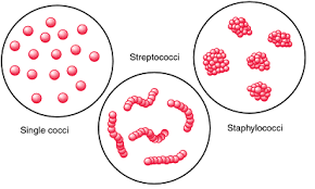 Here, we present the first reported case of gastric sarcina in a patient with. Revision Notes On Microbes In Human Welfare In Biology Study Material For Neet Aipmt Askiitians