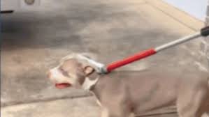 Pit Bull ordered to be euthanized after attacking a man out walking his dog