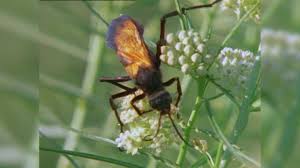 A very astute child watched a tarantula hawk wasp attack a tarantula—and narrated the science behind the encounter. Arizona S Creepy Crawlers Tarantula Hawks