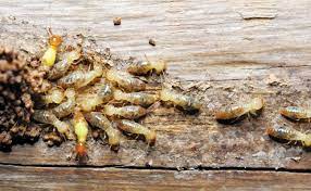We strongly believe in giving our customers the peace of mind in. Termite Management Tips From The Pros Pest Management Professional