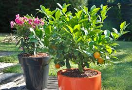 There are three basic colors for mulch: Mulching Why Put Mulch In A Garden And Which Is The Best