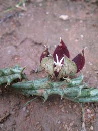 Image result for Piaranthus atrosanguineus