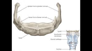 Image result for Hyoid Bone