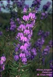 Image result for Aptosimum lineare