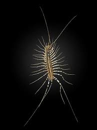 A video of a giant centipede eating a mouse. Ervolino Centipedes Aren T As Harmless As You May Think