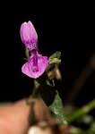 Image result for Dicliptera zambeziensis
