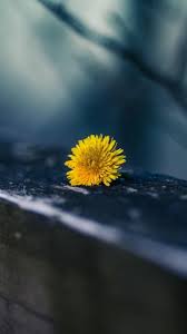 Dandelion Flower Phone Wallpaper Hd 750x1334 Download Hd Wallpaper Wallpapertip Wallpaper para iphone 6 galaxy s3 wallpaper android phone wallpaper flower background wallpaper iphone 6 wallpaper scenery wallpaper apple wallpaper colorful wallpaper wallpaper art. dandelion flower phone wallpaper hd