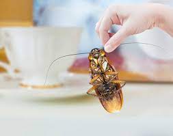 Pestcontrol.us offers unbiased, comprehensive reviews of the top pest control companies in the industry. Effective Pest Control Bed Bugs Removal Services By Eliminox Sg Medium
