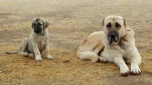 Kangal Yavrusu Fiyat Satilik Kangal Yavrulari Linkedin